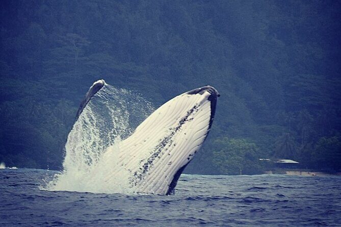 Private tour observing and swimming with humpback whales in Moorea - Key Points