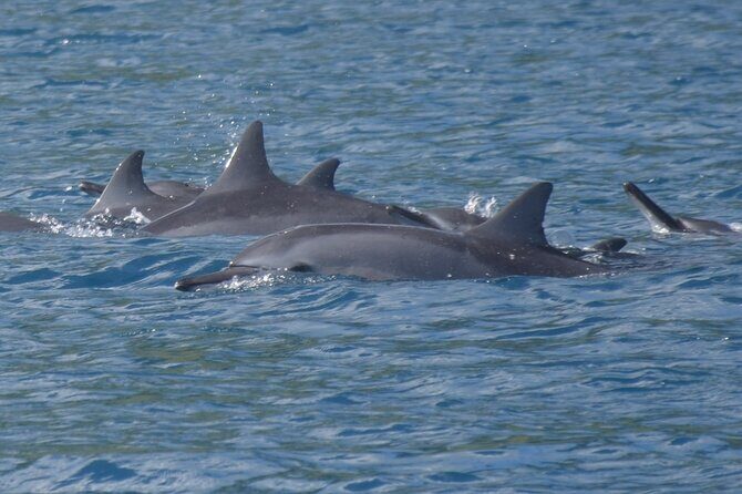 Private tour observing and swimming with humpback whales in Moorea - An In-Depth Look at the Experience