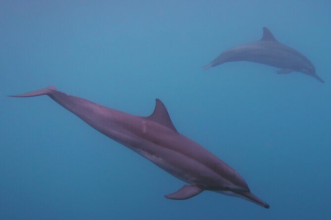 Private tour observing and swimming with humpback whales in Moorea - Final Thoughts