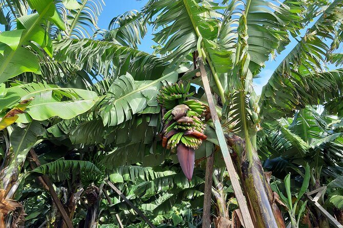 Private Tour of Banana Farm from Funchal - What to Expect from the Tour