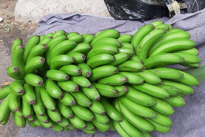 Private Tour of Banana Farm from Funchal - Additional Details and Practical Tips