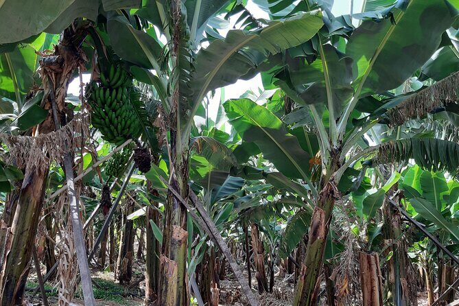 Private Tour of Banana Farm from Funchal - Final Thoughts
