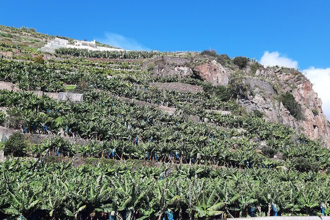 Private Tour of Banana Farm from Funchal - FAQ