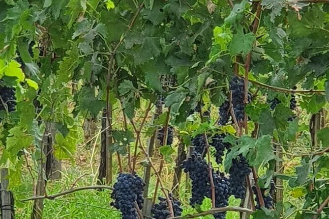 Private Tour of Chianti Siena and San Gimignano by Minivan - Who’s This Tour For?