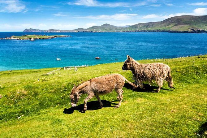 Private tour of Dingle and Slea Head with accredited guide - FAQs