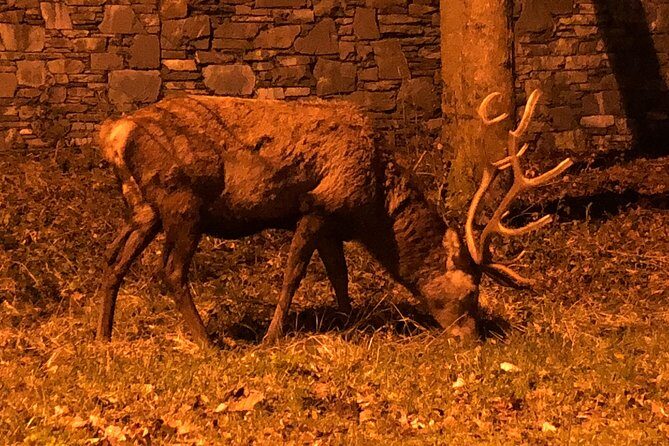 Private Tour of Dingle Peninsula from Killarney - Final Thoughts