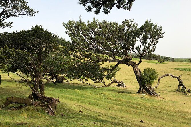 Private Tour of Fanal Park Ancient Trees - What to Expect on the Tour