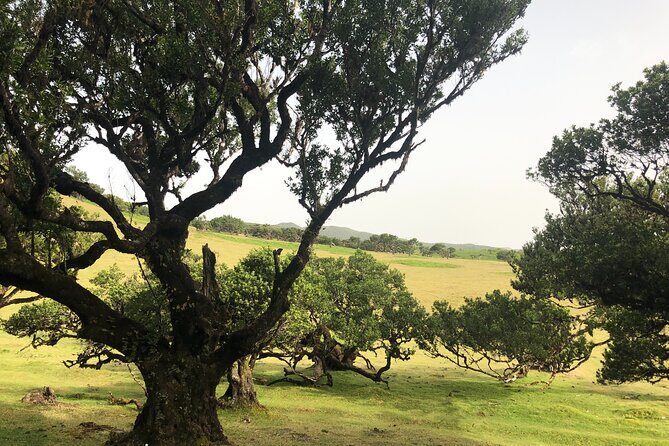 Private Tour of Fanal Park Ancient Trees - The Practicalities: What You Need to Know