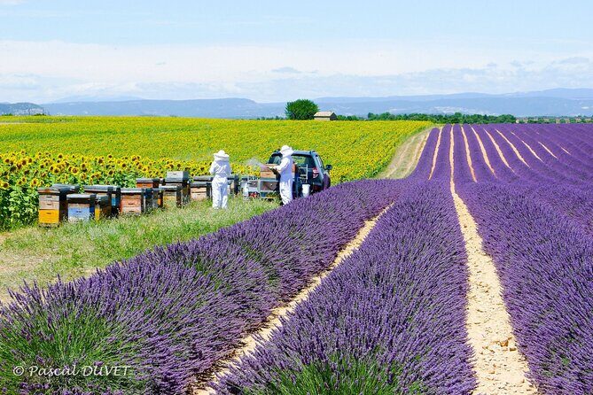 Private Tour of Gorges of Verdon and Fields of Lavender in Nice - Final Thoughts