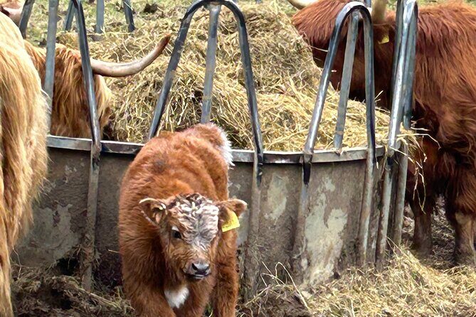 Private Tour of Loch Ness, Glencoe and Highlands from Glasgow - The Price & Value