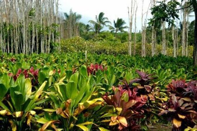 Private Tour of Maui, the Valley Isle - Key Points
