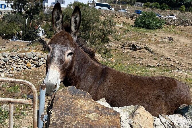 Private Tour Of Mykonos Included Town - Price and Value