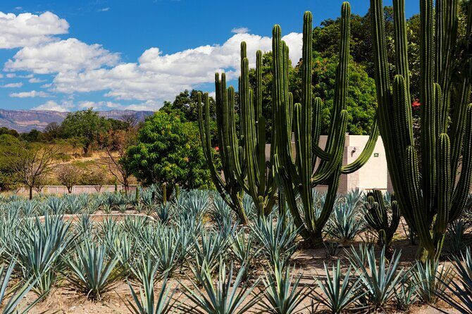Private Tour of Teuchitlan Archaeological Area and Tequila Motorcycle Tour - Final Thoughts: Is This Tour Right for You?