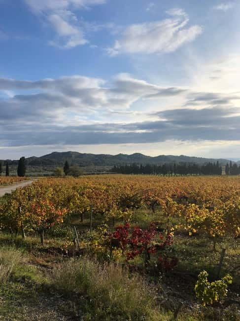 Private tour of the Alpilles, wine tastings, and local restaurant - Exploring the Best of the Alpilles: A Private Wine Tour Worth Considering