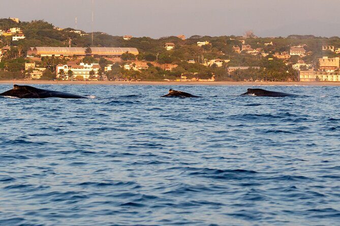 Private Tour of the Beaches of Puerto Escondido in Lancha - Who Would Love This Tour?