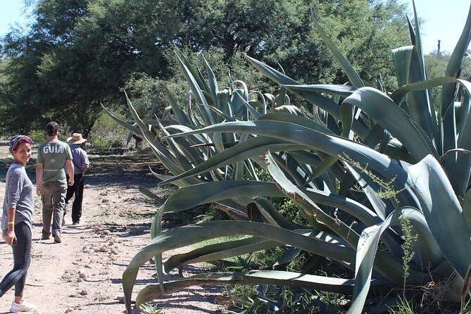 Private Tour of the Mezcal Route with Ancestral Drinks - Who Would Love This Tour?