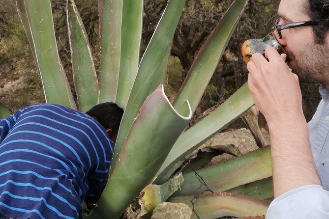 Private Tour of the Mezcal Route with Ancestral Drinks - Final Thoughts