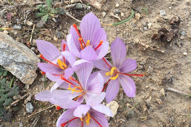 Private Tour on Paros Island - What the Itinerary Looks Like