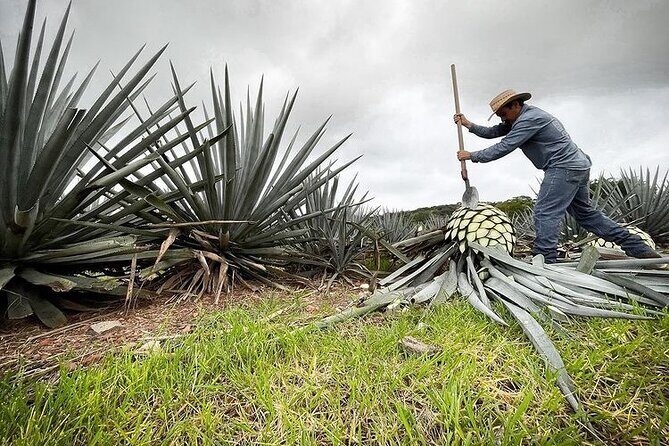 Private Tour one day in Guachimontones and La Fortaleza Distillery - Who Is This Tour Best For?