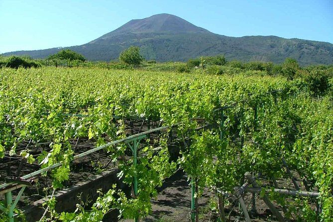 Private Tour: Pompeii & Wine Tasting at the Slopes of Mt Vesuvius - FAQs