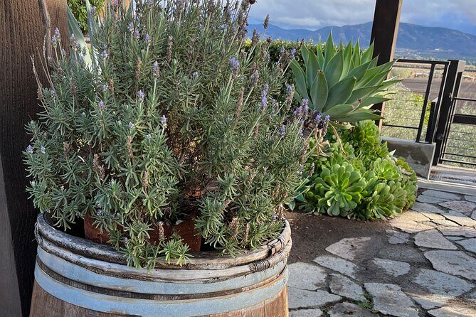 Private Tour Premium Wineries in the Valle de Guadalupe - Frequently Asked Questions