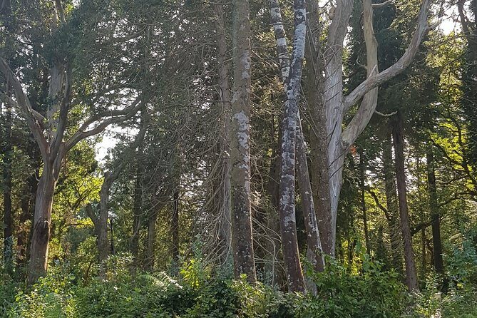 Private Tour: Ring of Beara from Kenmare. - A Balanced Perspective: Pros & Cons