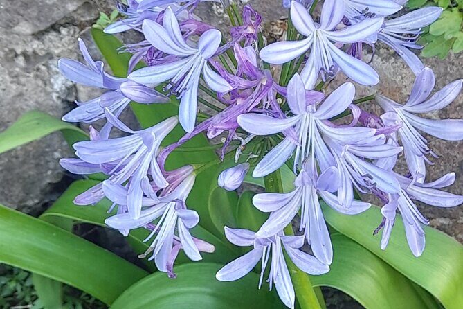 Private Tour Seven Cities, Lagoa do Fogo. Full Day - Who Is This Tour Best For?