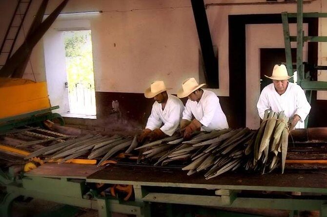 Private Tour: Sotuta de Peon Hacieda Day Trip - The Practicalities: Booking, Costs, and Considerations