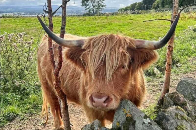 Private Tour: St Andrews, Falkland Palace, Fishing Villages - Who Will Love This Tour?