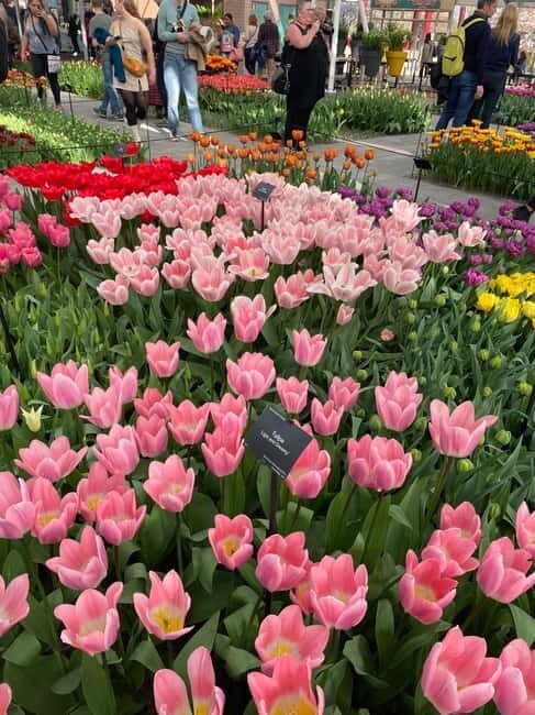 Private Tour, Tesla from Amsterdam: Keukenhof & Tulip Fields - The Practicalities: What’s Included and What to Consider