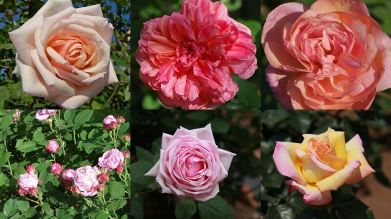 Private tour: the most beautiful medieval villages, full day - FAQs