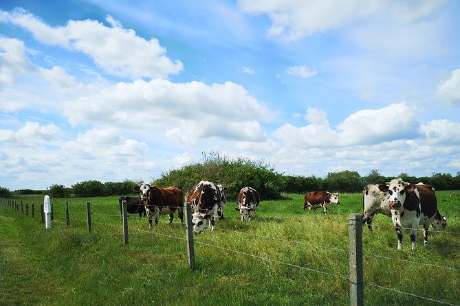 Private Tour to Bayeux, Honfleur and Pays d' Auge from Caen - What Could Be Better?