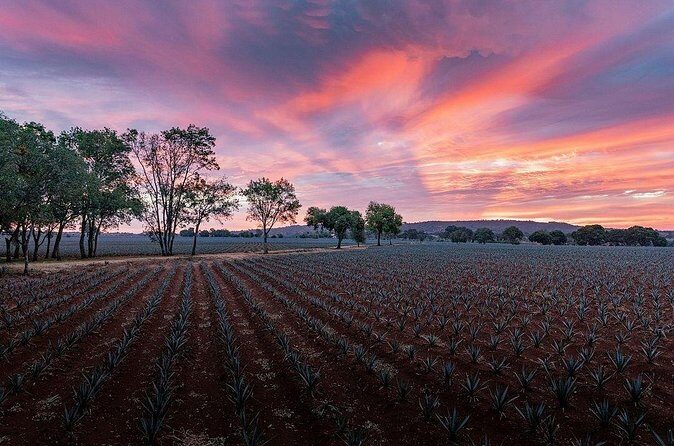 Private Tour to Distillery Tequila Ocho and Arandas - Analyzing the Value