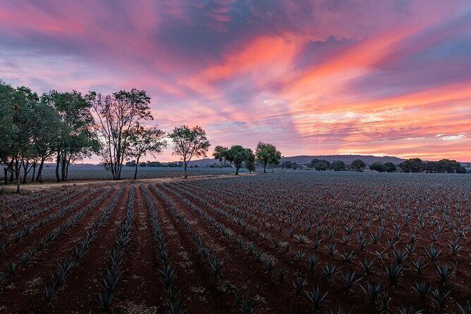 Private Tour to Distillery Tequila Ocho and Arandas - FAQ: Common Practical Questions