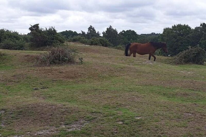 Private tour to Durdle Door, Corfe Castle, New Forest - Key Points