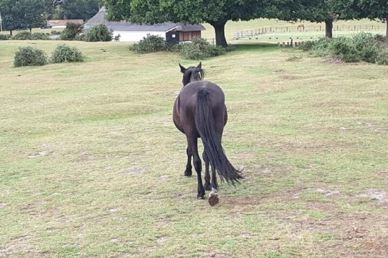 Private tour to Durdle Door, Corfe Castle, New Forest - Who Should Consider This Tour?