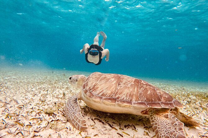 Private Tour to El Cielo and El Cielito and Palancar Cozumel - Key Points