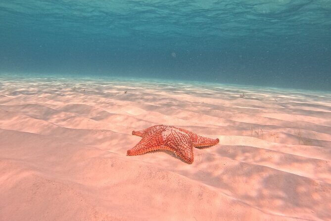 Private Tour to El Cielo and El Cielito and Palancar Cozumel - Whats Included and Whats Not?