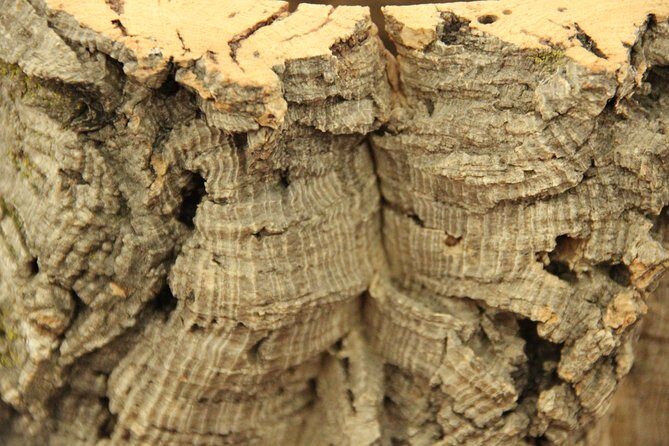 Private Tour to Evora and Cork Experience from Lisbon - Who Is This Tour Best For?