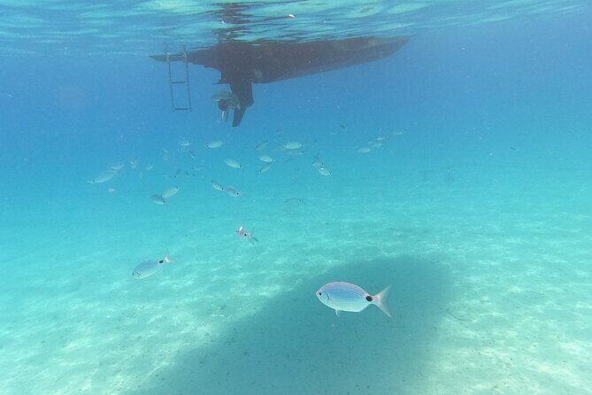 Private tour to Islands Ugljan, Oljak and Preko from Zadar - Who Is This Tour Best For?