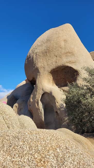 Private tour to Joshua Tree National park from Los Angeles - What to Expect from This Joshua Tree Tour