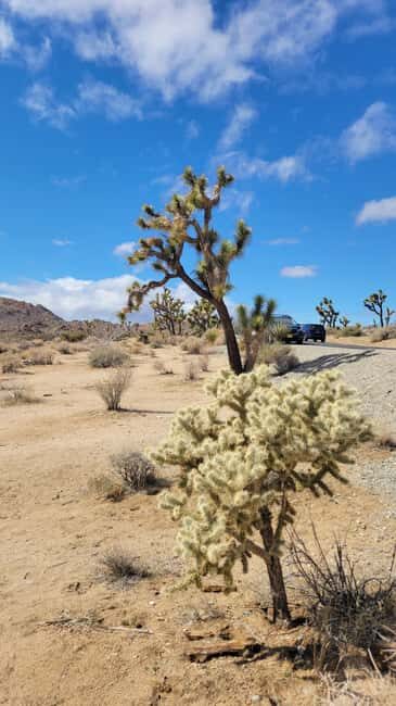 Private tour to Joshua Tree National park from Los Angeles - How Reviews Reinforce the Experience