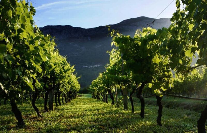 Private tour to Konavle valley with wine tasting - Exploring Konavle: The Highlights