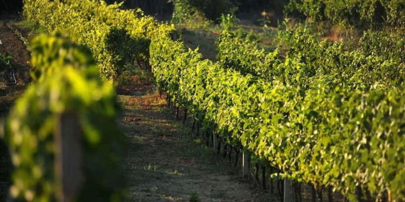 Private tour to Konavle valley with wine tasting - Final Thoughts