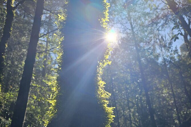 Private Tour to Los Diamantes Waterfall from CDMX - The Sum Up