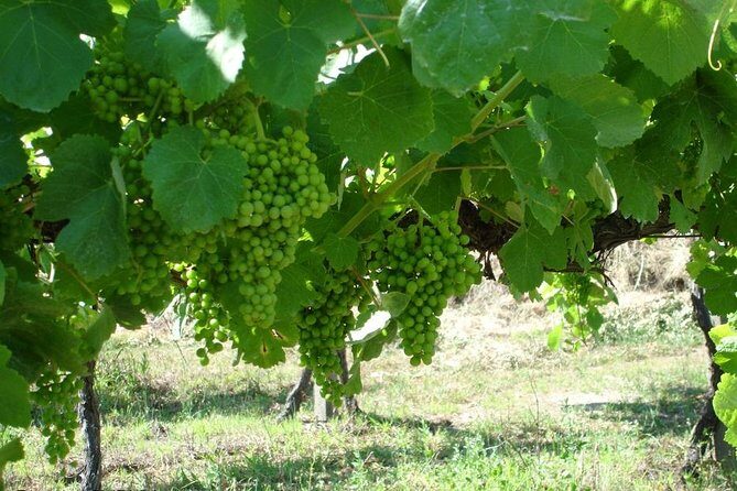 Private tour to Ponte de Lima, Vinho Verde region - What the Tour Offers: An In-Depth Breakdown