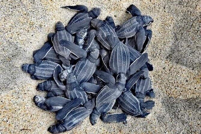 Private tour to release turtles with tickets included - Exploring the Turtle Release Tour in Huatulco: An Honest Look