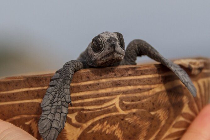 Private tour to release turtles with tickets included - Price Analysis and Value