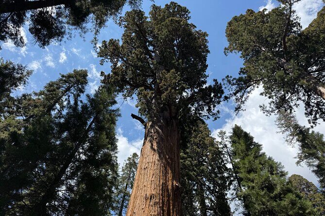Private Tour to Sequoia and Kings Canyon National Parks - FAQs