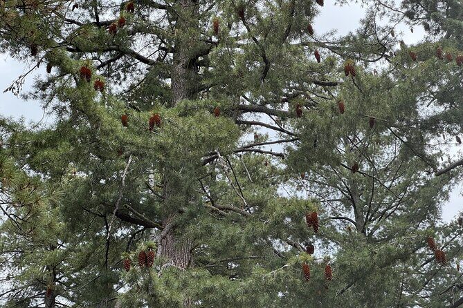 Private Tour to Sequoia and Kings Canyon National Parks - Final Thoughts